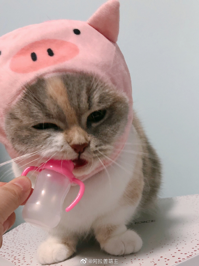 猫图片|宠物猫|猫咪|