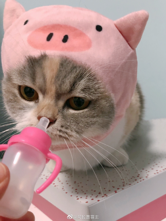 猫图片|宠物猫|猫咪|