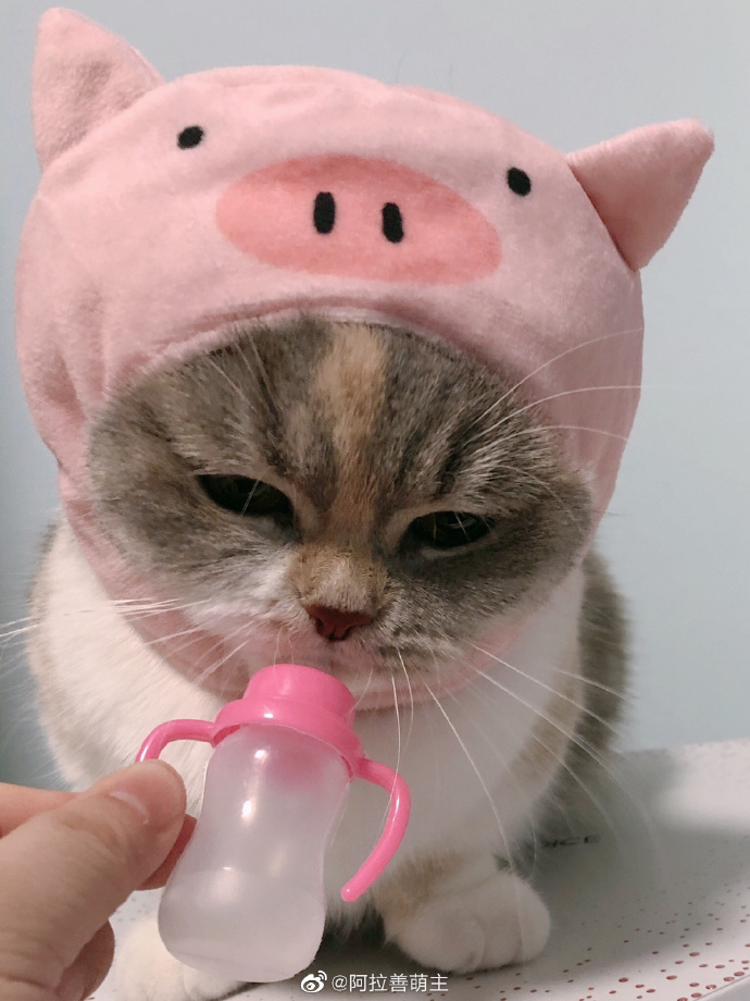 猫图片|宠物猫|猫咪|