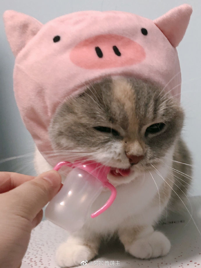 猫图片|宠物猫|猫咪|