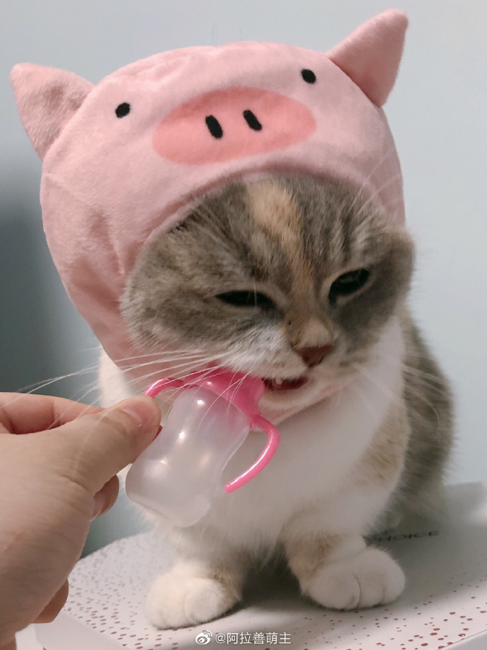 猫图片|宠物猫|猫咪|