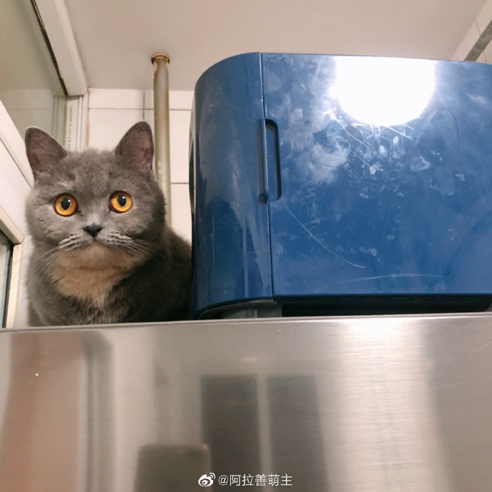 猫图片|宠物猫|猫咪|