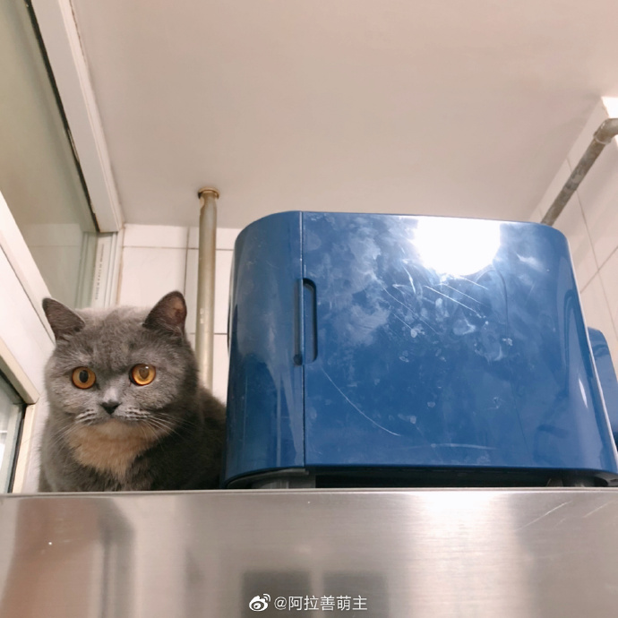 猫图片|宠物猫|猫咪|