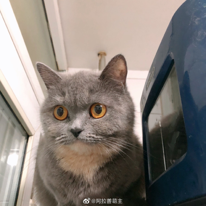 猫图片|宠物猫|猫咪|