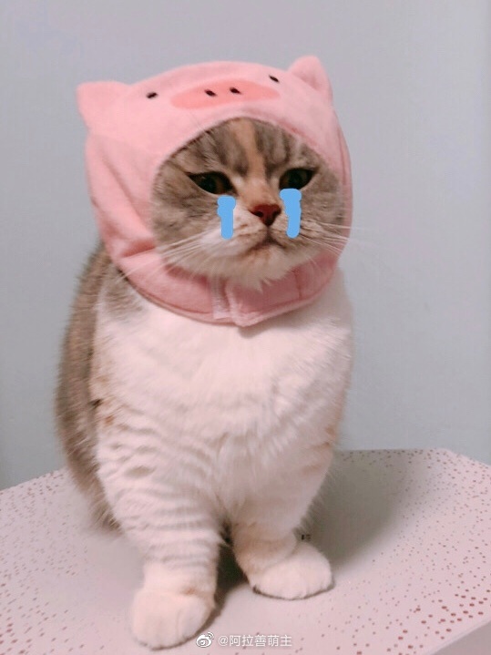 猫图片|宠物猫|猫咪|