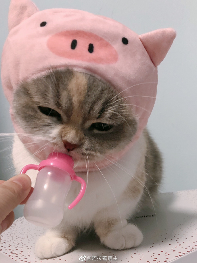 猫图片|宠物猫|猫咪|