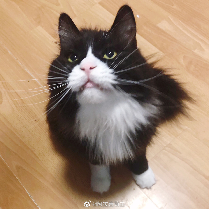 猫图片|宠物猫|猫咪|