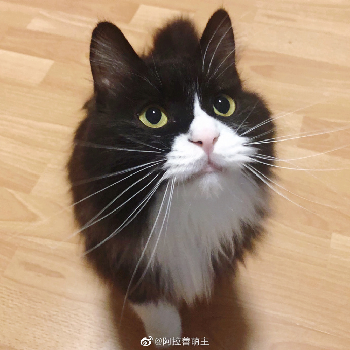 猫图片|宠物猫|猫咪|