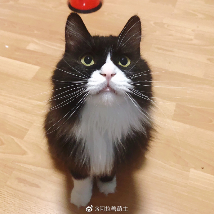 猫图片|宠物猫|猫咪|