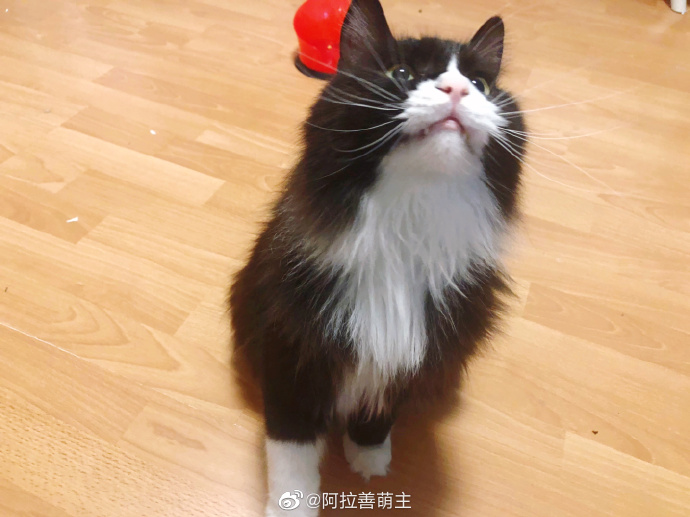 猫图片|宠物猫|猫咪|