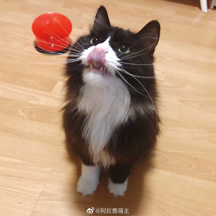 猫图片|宠物猫|猫咪|