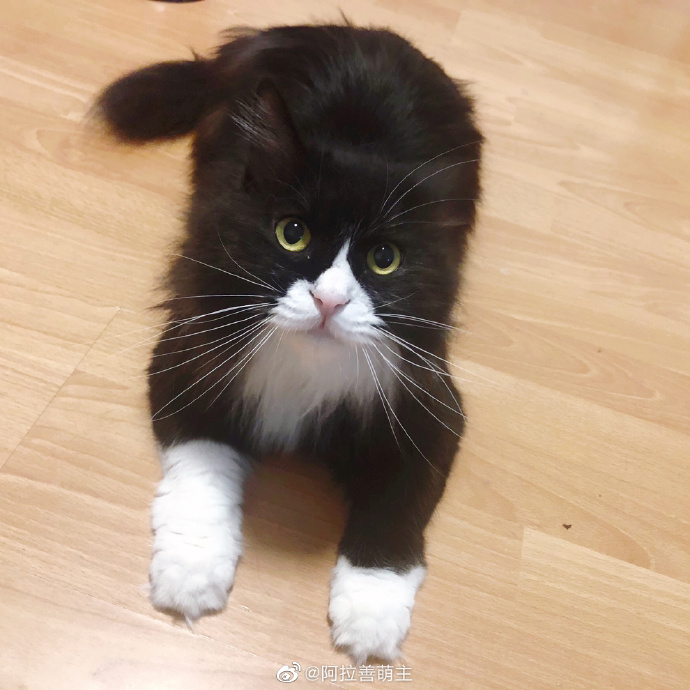 猫图片|宠物猫|猫咪|