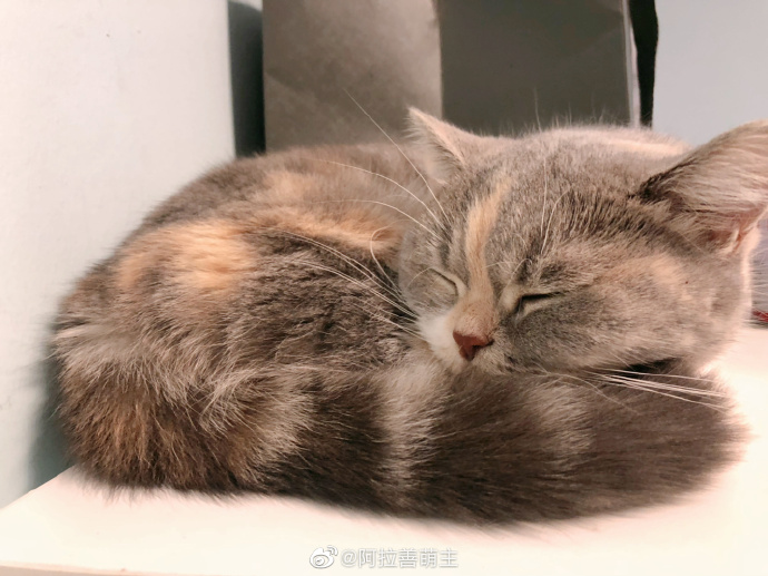 猫图片|宠物猫|猫咪|