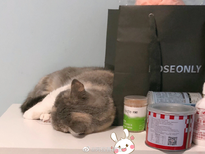 猫图片|宠物猫|猫咪|