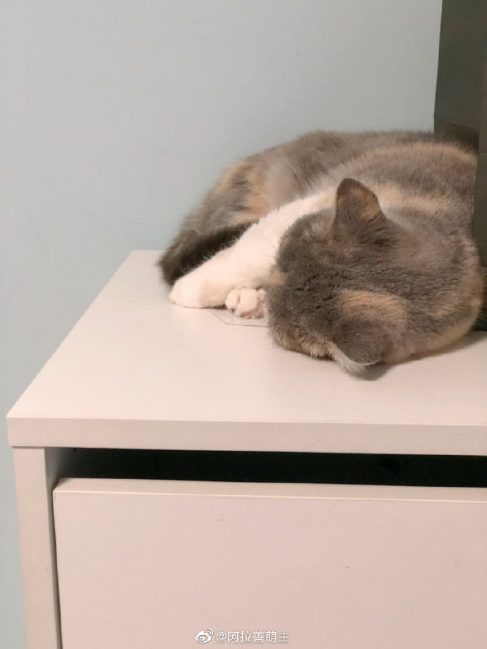 猫图片|宠物猫|猫咪|