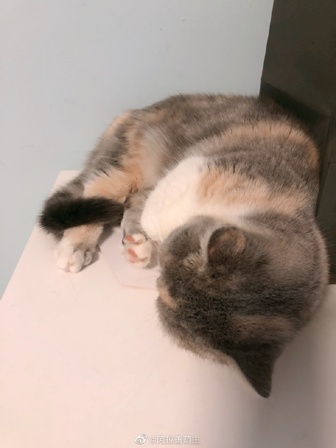 猫图片|宠物猫|猫咪|