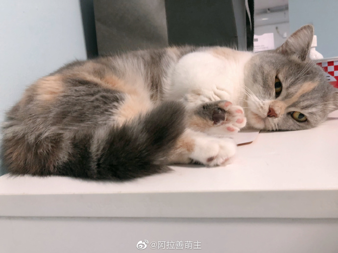 猫图片|宠物猫|猫咪|