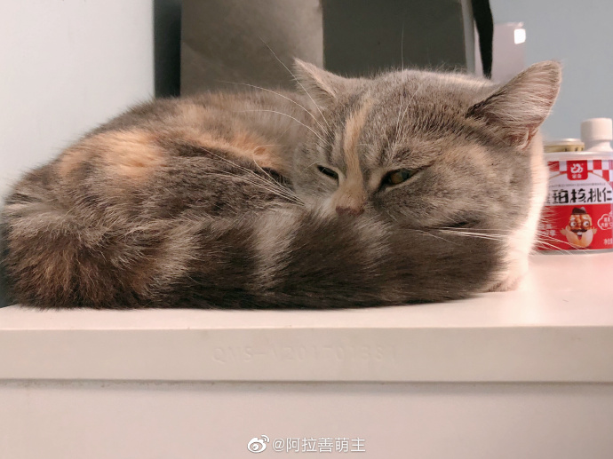 猫图片|宠物猫|猫咪|