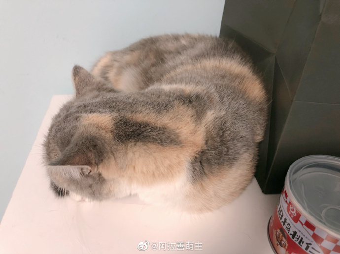 猫图片|宠物猫|猫咪|