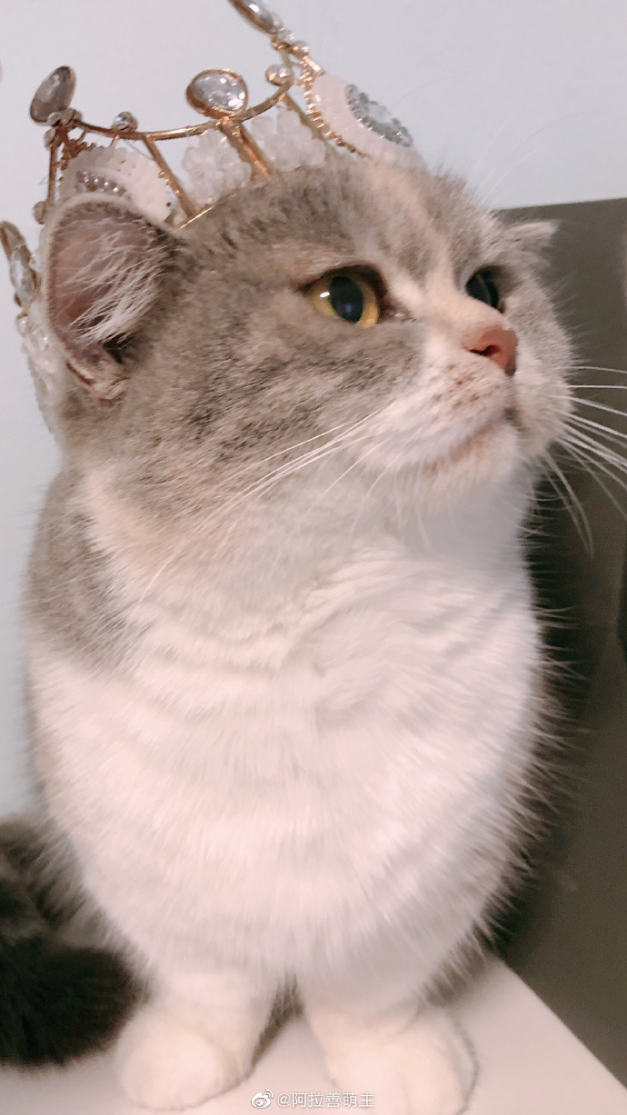 猫图片|宠物猫|猫咪|