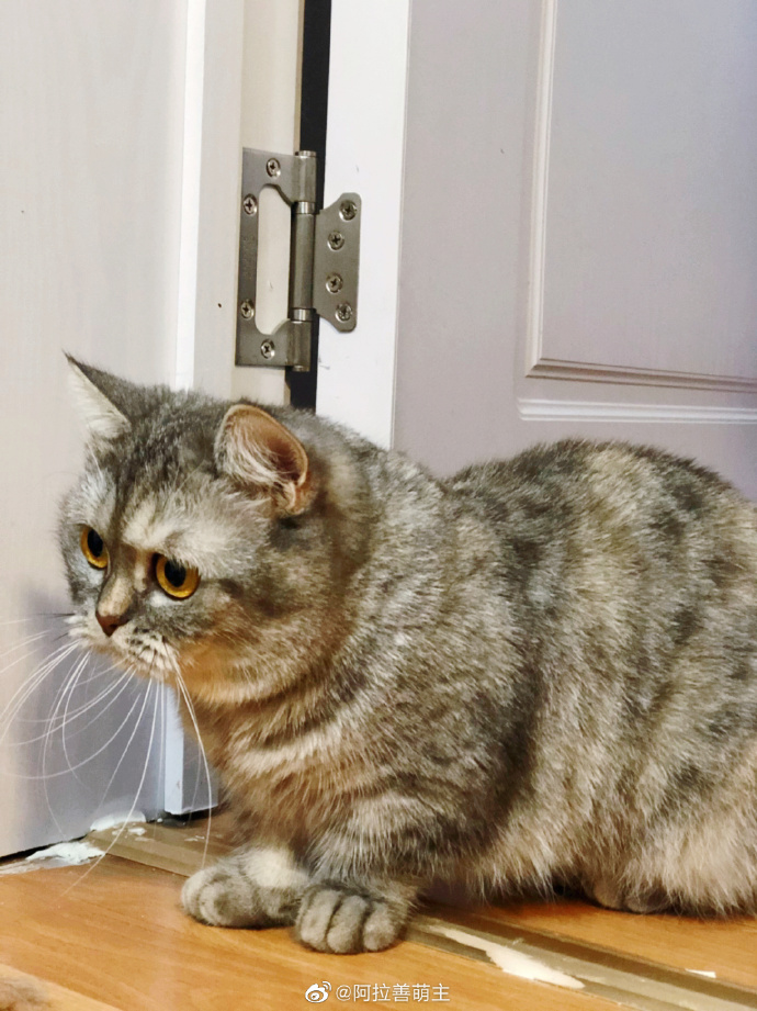 猫图片|宠物猫|猫咪|