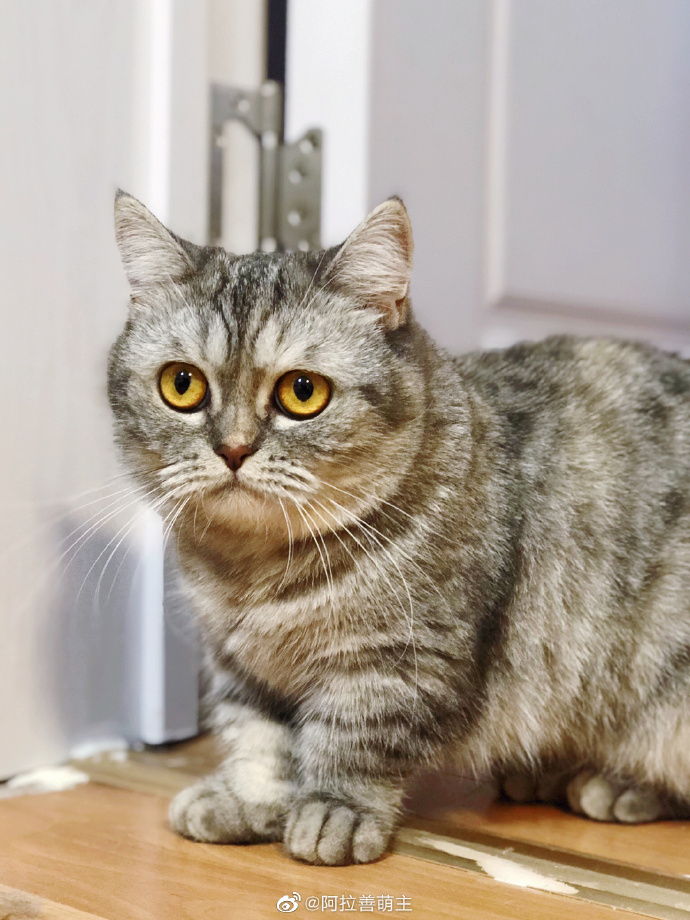 猫图片|宠物猫|猫咪|