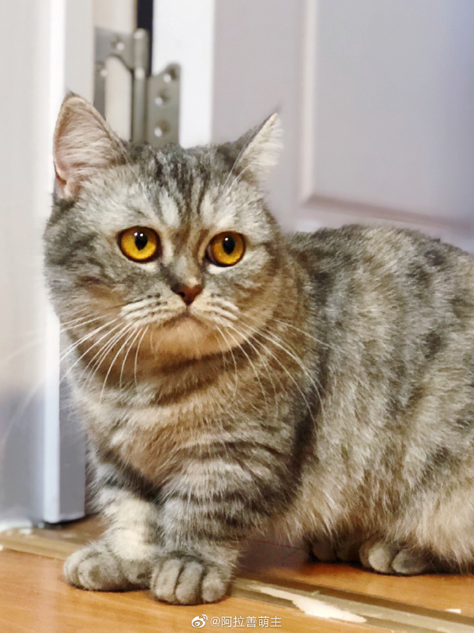 猫图片|宠物猫|猫咪|