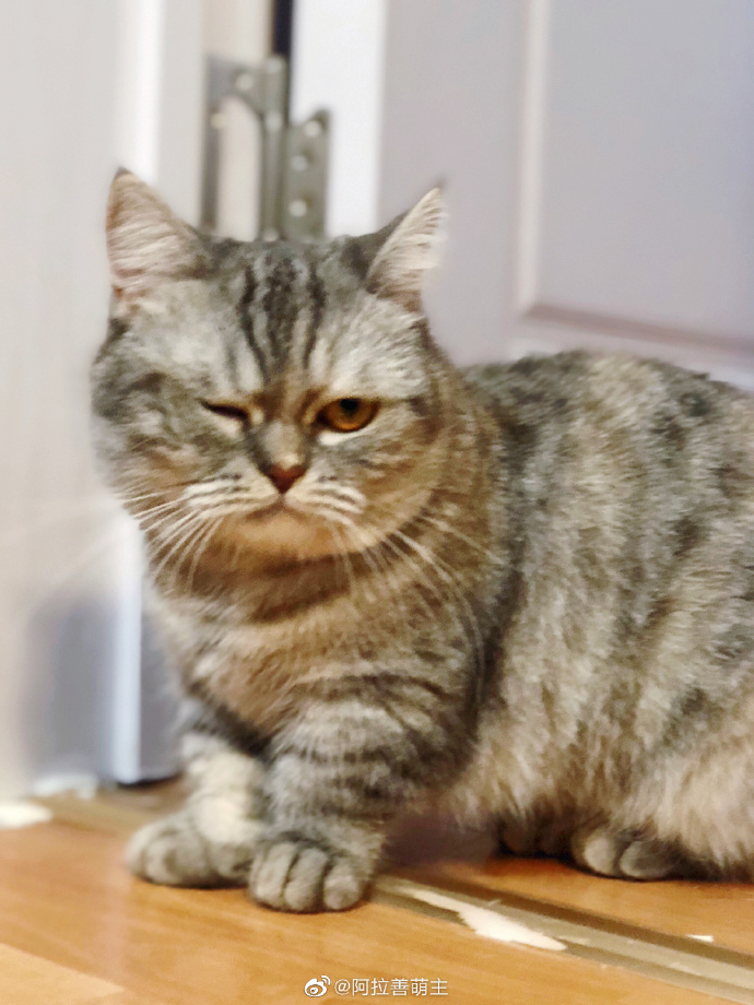 猫图片|宠物猫|猫咪|