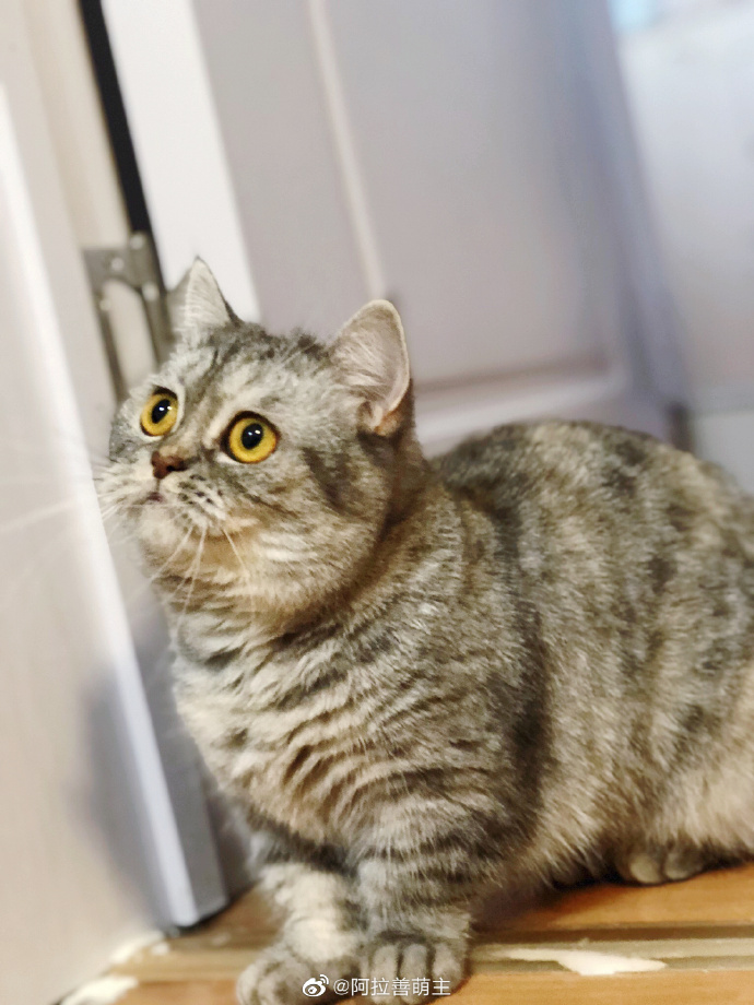 猫图片|宠物猫|猫咪|