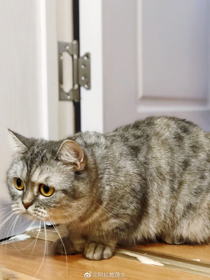 猫图片|宠物猫|猫咪|