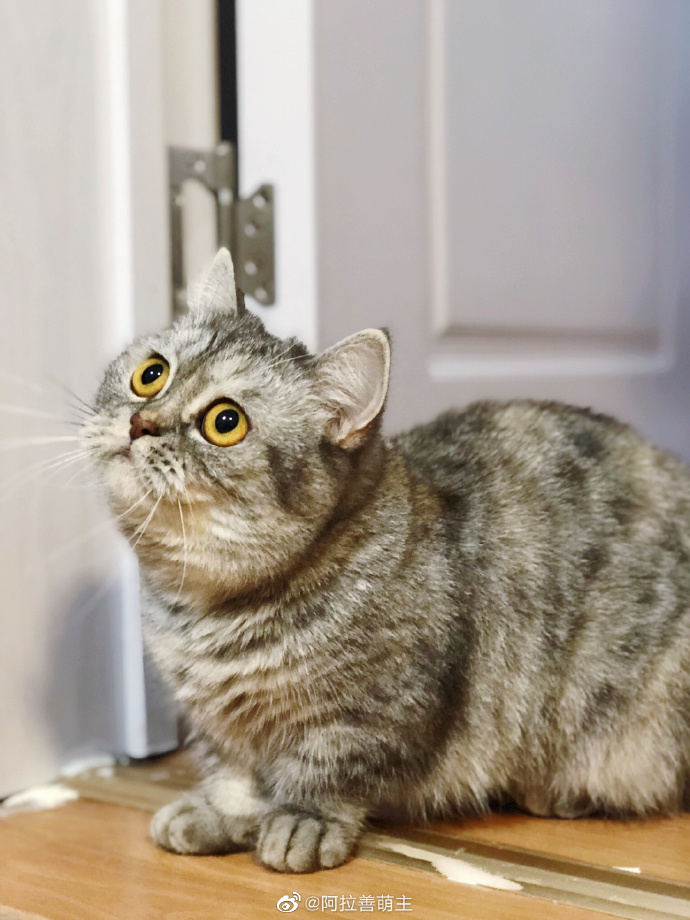 猫图片|宠物猫|猫咪|