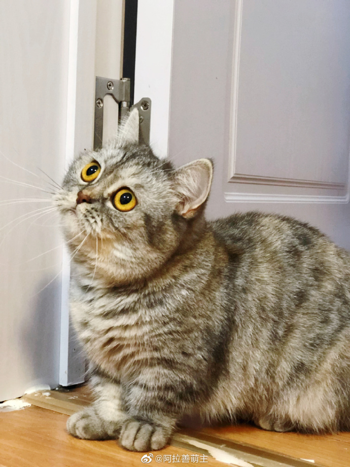 猫图片|宠物猫|猫咪|