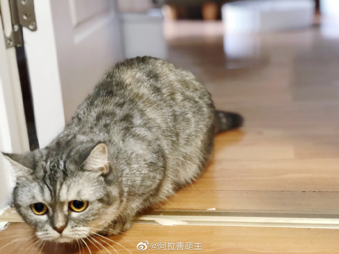 猫图片|宠物猫|猫咪|