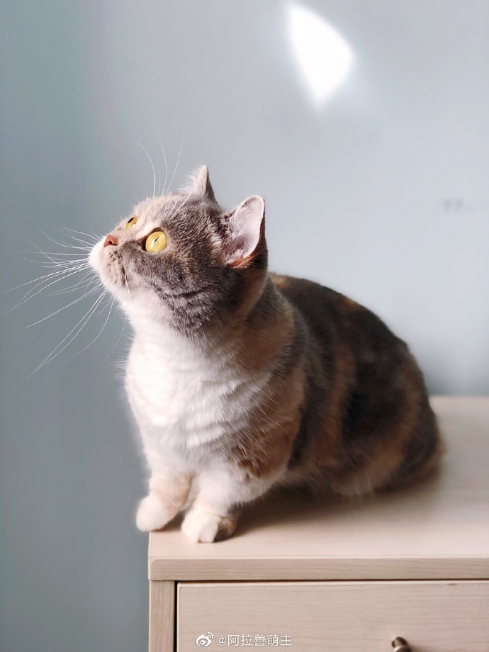 猫图片|宠物猫|猫咪|