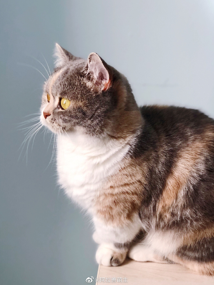 猫图片|宠物猫|猫咪|