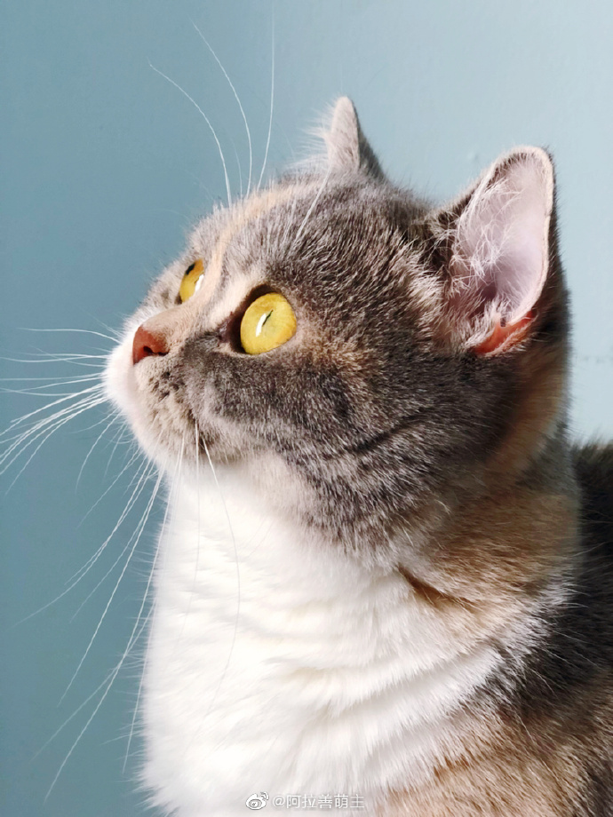 猫图片|宠物猫|猫咪|