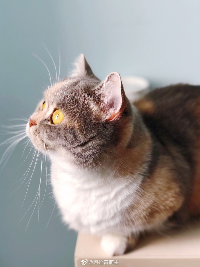 猫图片|宠物猫|猫咪|