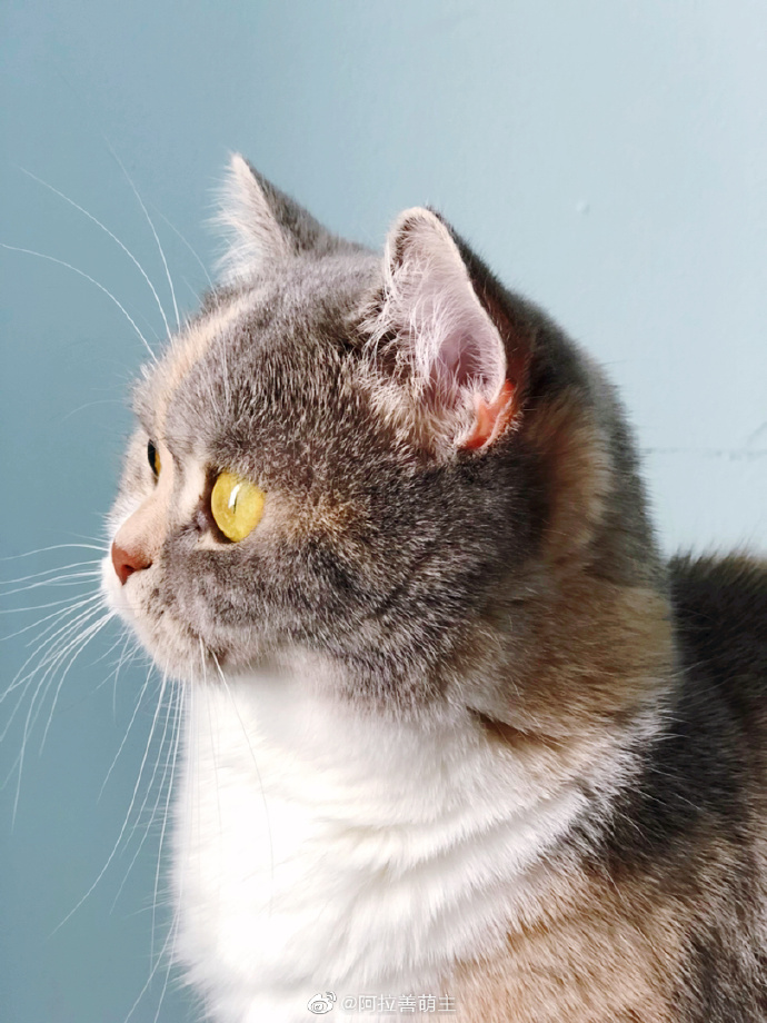 猫图片|宠物猫|猫咪|