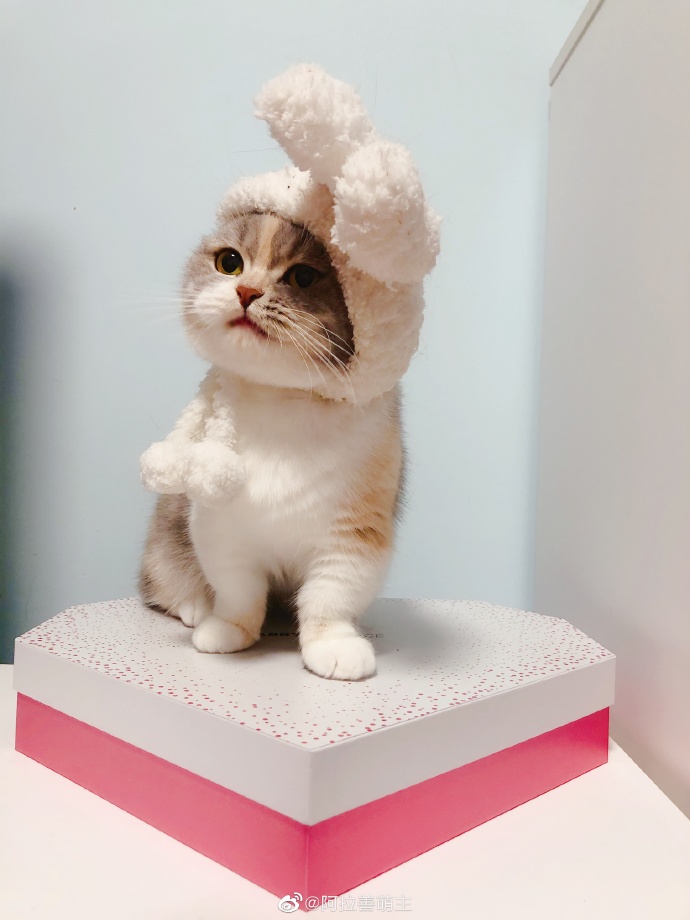 猫图片|宠物猫|猫咪|