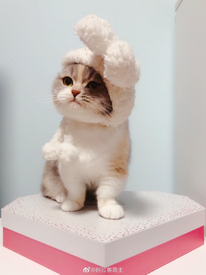 猫图片|宠物猫|猫咪|