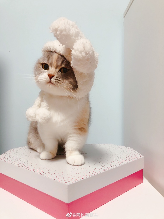 猫图片|宠物猫|猫咪|