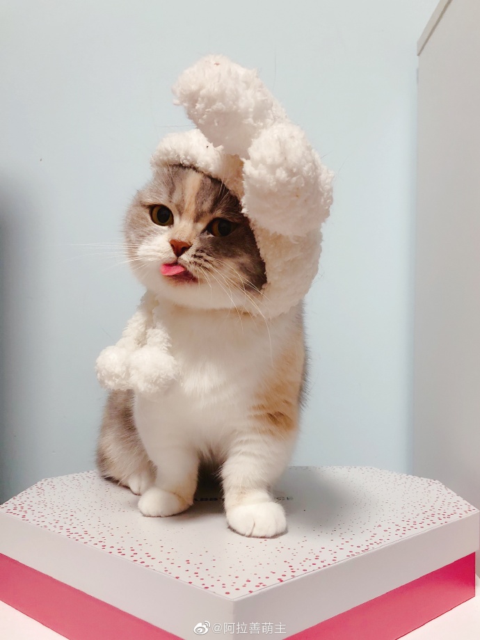 猫图片|宠物猫|猫咪|