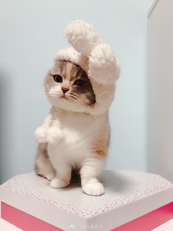 猫图片|宠物猫|猫咪|