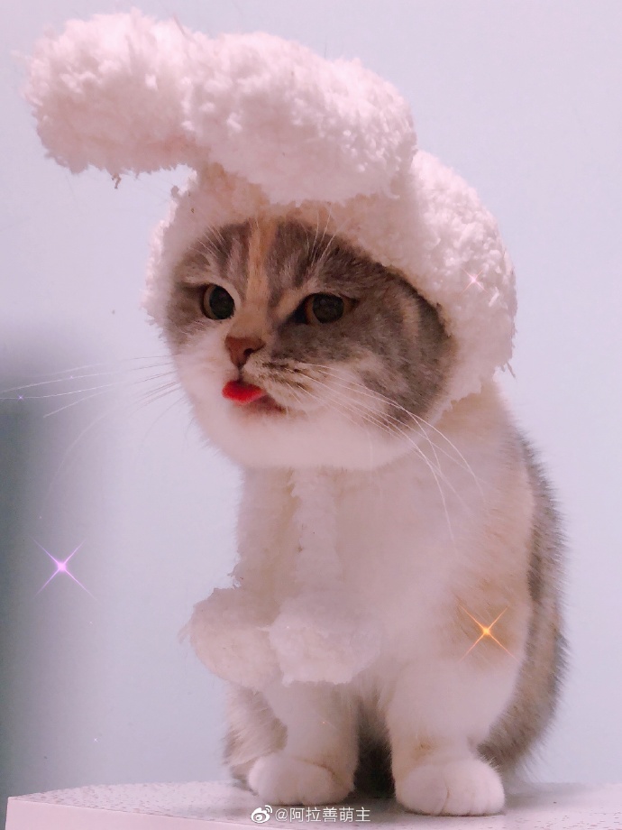 猫图片|宠物猫|猫咪|