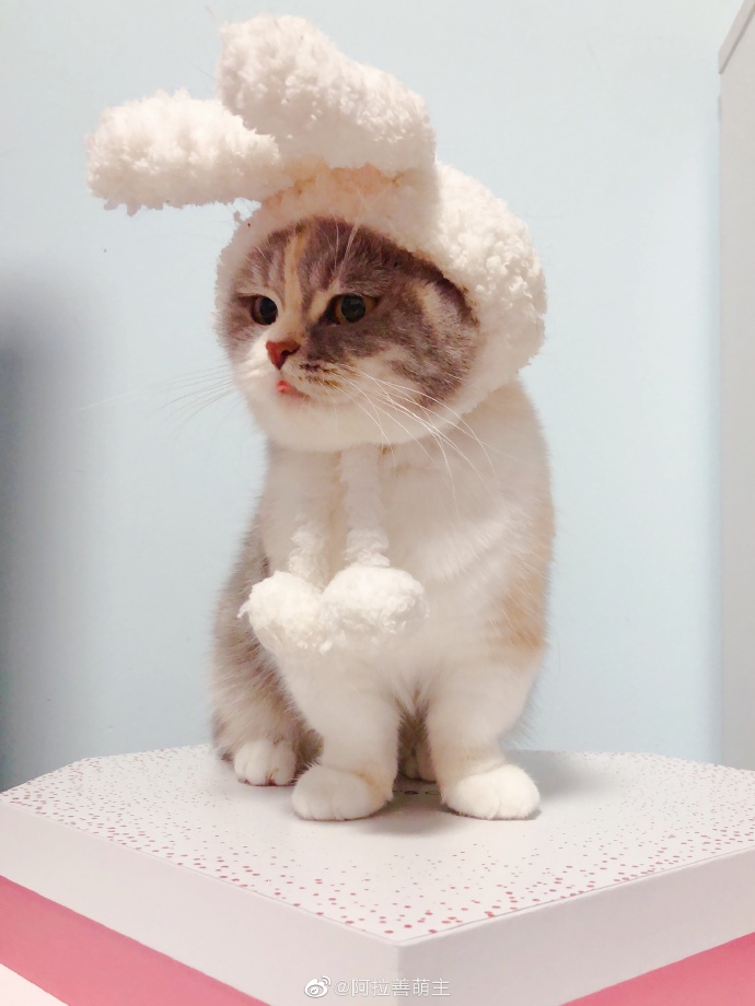 猫图片|宠物猫|猫咪|