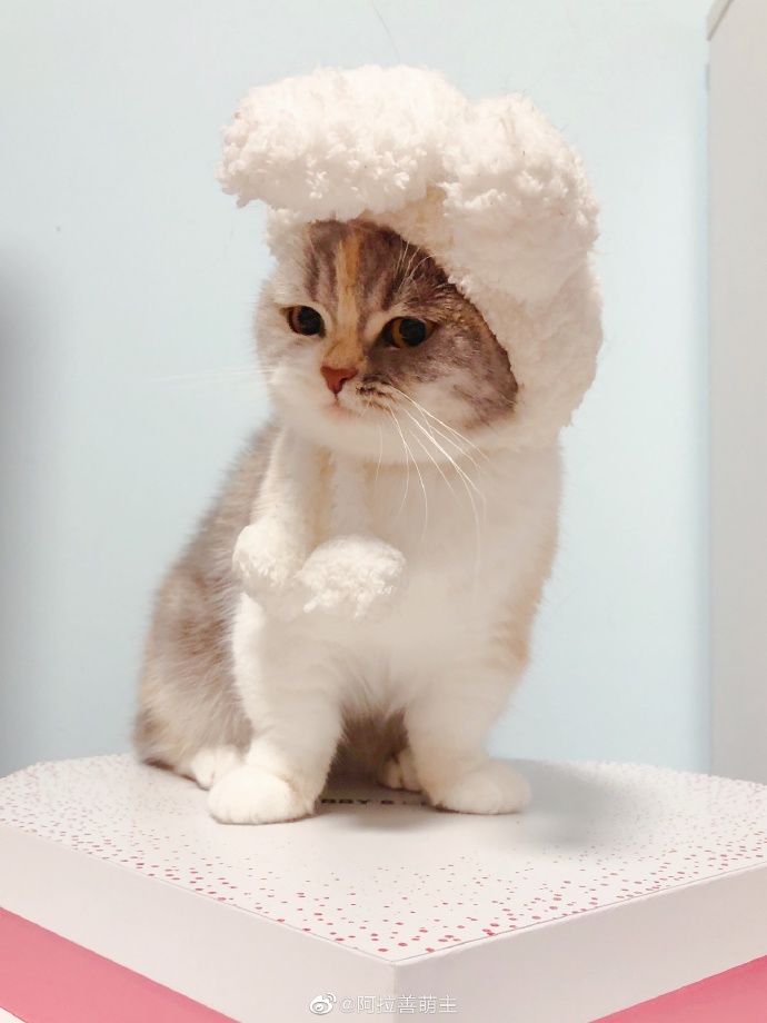 猫图片|宠物猫|猫咪|