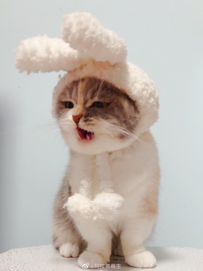 猫图片|宠物猫|猫咪|