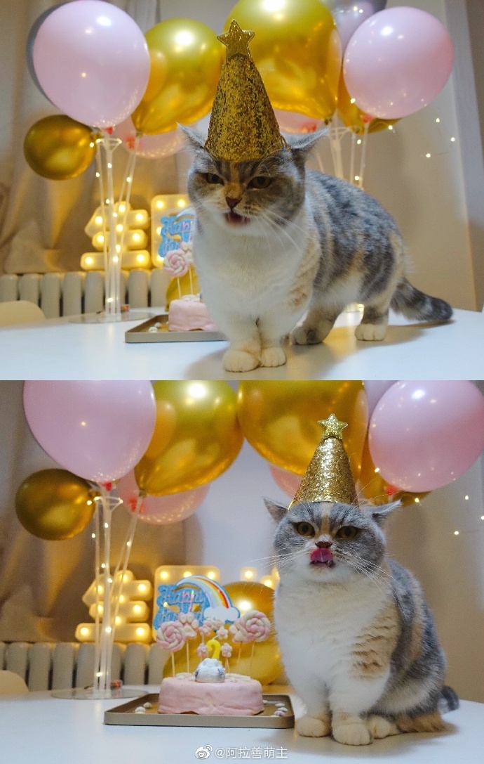 猫图片|宠物猫|猫咪|