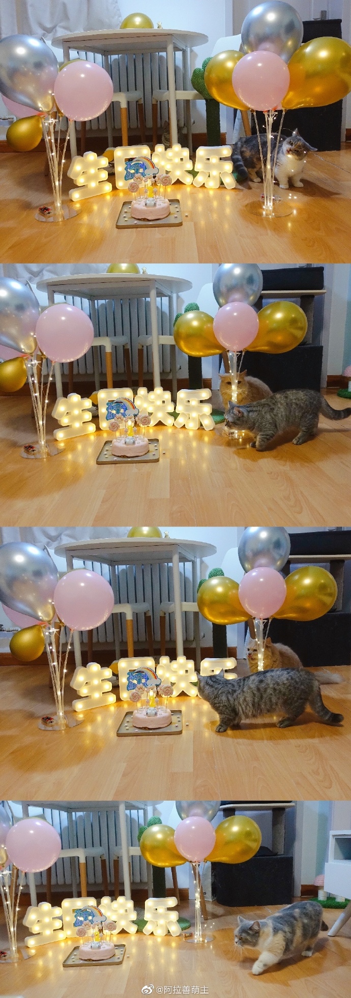 猫图片|宠物猫|猫咪|