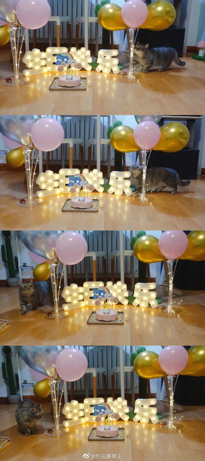 猫图片|宠物猫|猫咪|